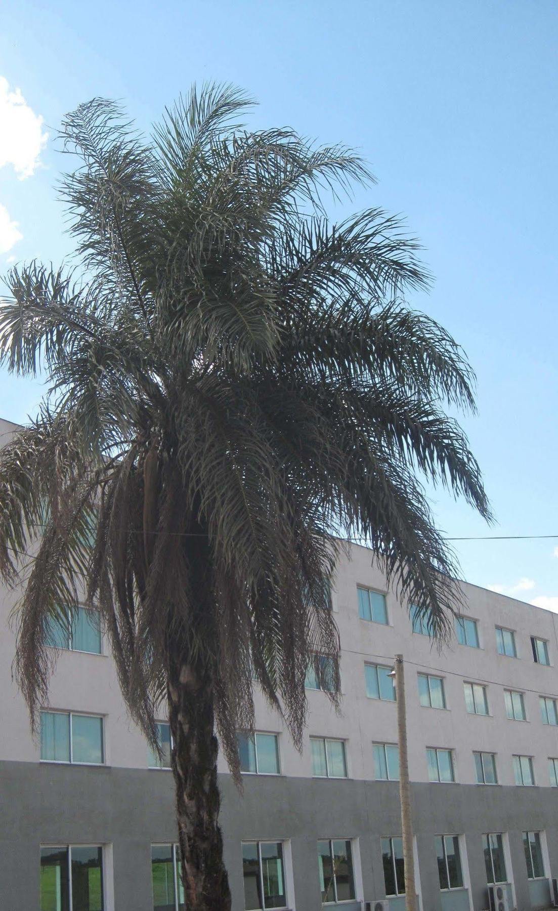 Hotel Mirante Sao Bras São Brás do Suaçuí Eksteriør billede